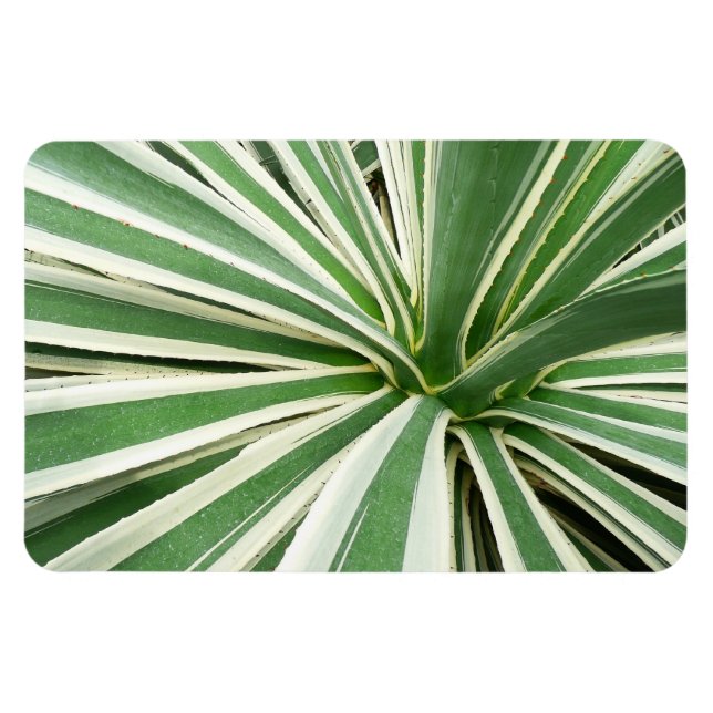 Magnet Flexible Plante Agave Vert et blanc rayé (Horizontal)