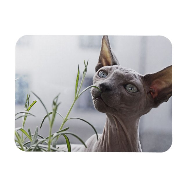 Magnet Flexible Plante de renfort de chat sans cheveux gris (Horizontal)