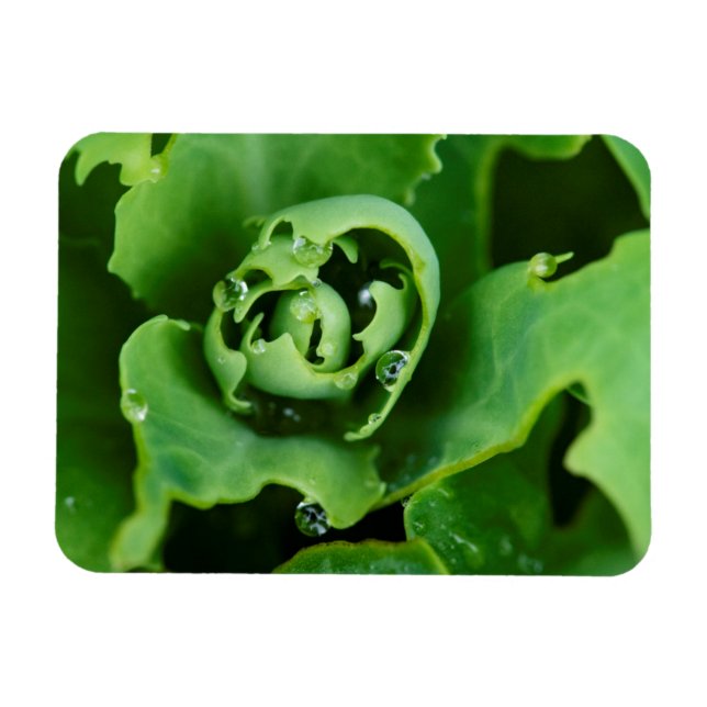 Magnet Flexible Plante succulente en gros plan avec des gouttelett (Horizontal)