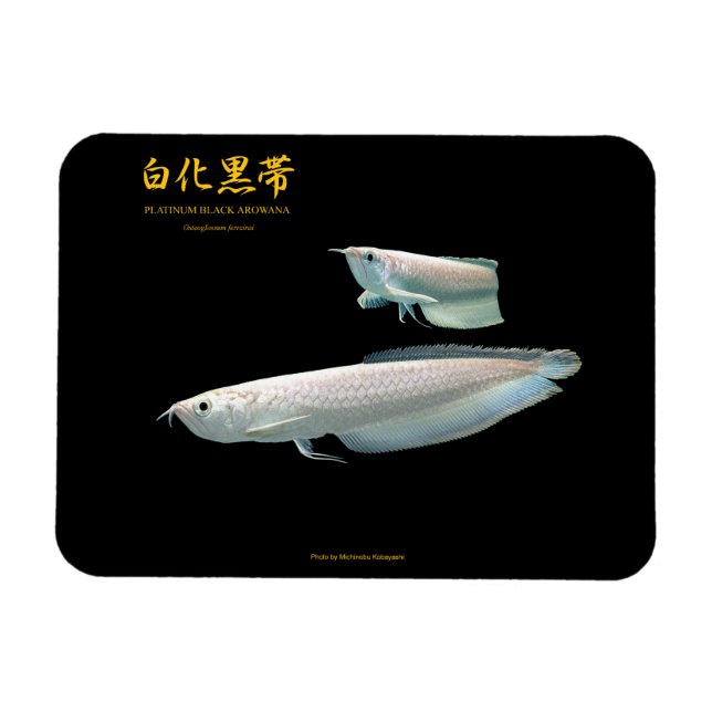 Magnet Flexible platinum Black Arowana (Horizontal)