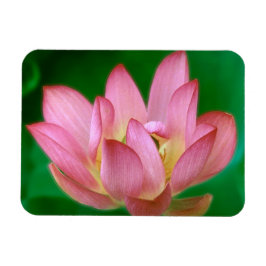 Magnet Flexible Plus qu'un aimant de rêve