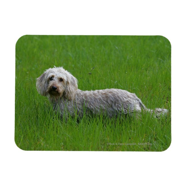 Magnet Flexible Poil à fil standard Dachshund en herbe (Horizontal)