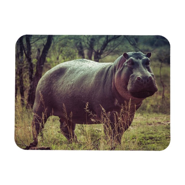 Magnet Flexible Poing hippo debout à la caméra en Afrique Foliage (Horizontal)