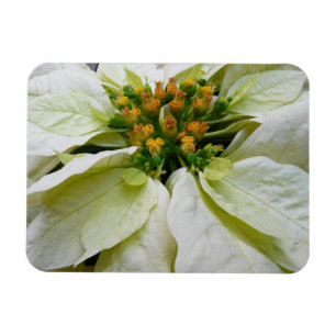 Magnet Flexible Poinsettia Elegant Christmas Holiday Floral