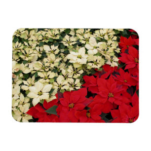 Magnet Flexible Poinsettias blanches et rouges I Holiday Floral