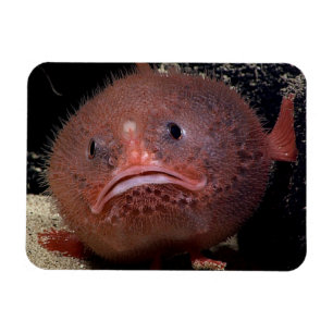 Magnet Flexible Poisson