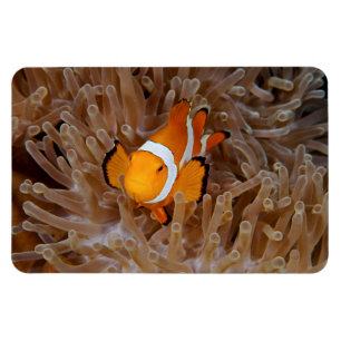 Magnet Flexible Poisson-clown - Molokai, falaise de la côte nord