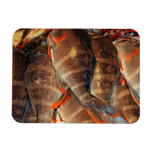 Magnet Flexible Poisson frais