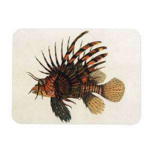 Magnet Flexible Poisson Lion de Mer, Vieille Illustration d'Animau