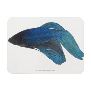 Magnet Flexible Poissons de Betta ou poissons de combat siamois
