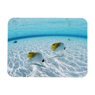 Magnet Flexible Poissons en mer 2