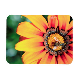 Magnet Flexible Pollen de close-up extrême de A Bee Collecting