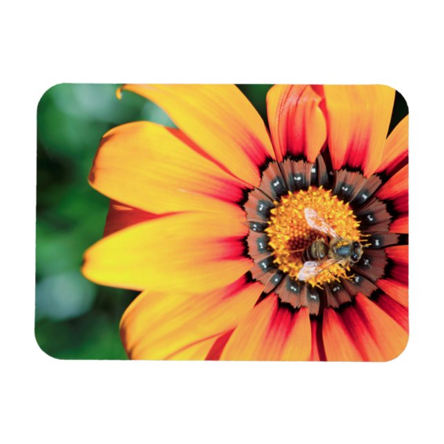 Magnet Flexible Pollen de close-up extrême de A Bee Collecting (Horizontal)