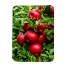Pommes rouges lumineuses