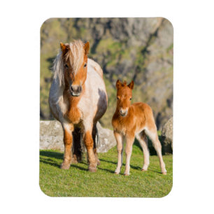 Magnet Flexible Poney Shetland en pâture près de hautes falaises,