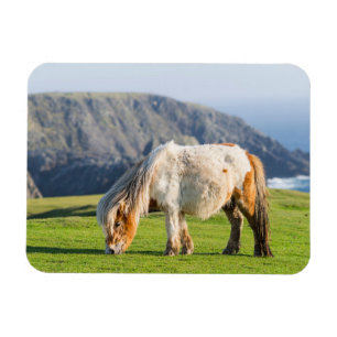 Magnet Flexible Poney Shetland sur le pâturage près de hautes fala