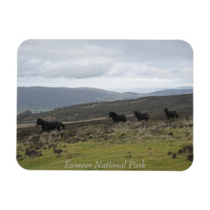 Magnet Flexible Ponies sur Exmoor National Park, Angleterre