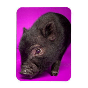 Magnet Flexible Porc noir de bébé