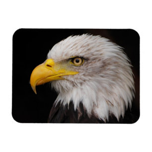 Magnet Flexible Portrait d'aigle