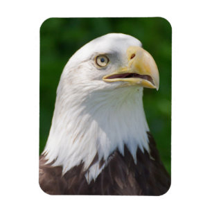 Magnet Flexible Portrait de Bald Eagle
