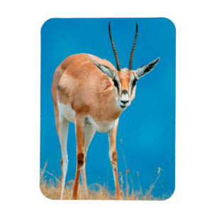 Magnet Flexible Portrait de brebis de la gazelle de Grant (Gazella