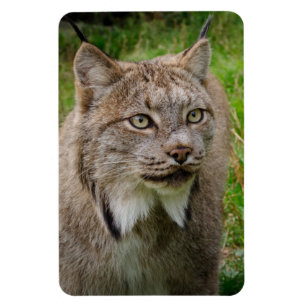 Magnet Flexible Portrait de chat sauvage