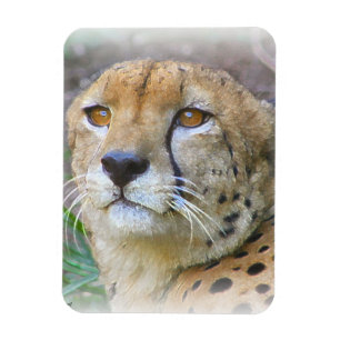 Magnet Flexible Portrait de Cheetah