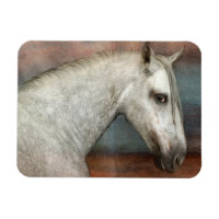 Portrait de Cheval Andalou Gris Dappé