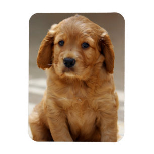 Magnet Flexible Portrait de chiot mignon photo
