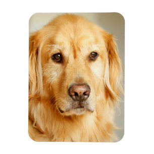 Magnet Flexible Portrait de Golden Retriever