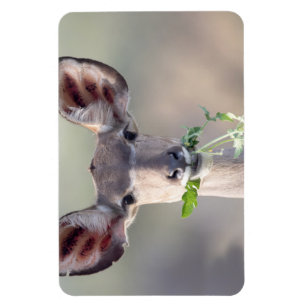 Magnet Flexible Portrait de Kudu