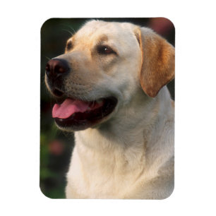 Magnet Flexible Portrait De Labrador Retriever, Hilton