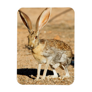 Magnet Flexible Portrait de lièvre d'antilope, Arizona