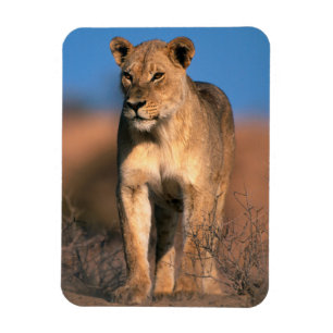 Magnet Flexible Portrait De Lioness (Panthera Leo)