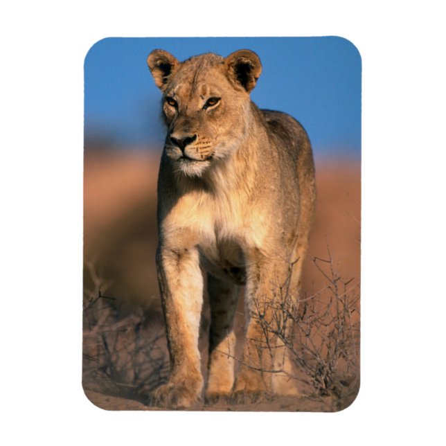 Magnet Flexible Portrait De Lioness (Panthera Leo) (Vertical)