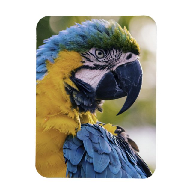 Magnet Flexible Portrait du profil de la perroquet macaw (Vertical)
