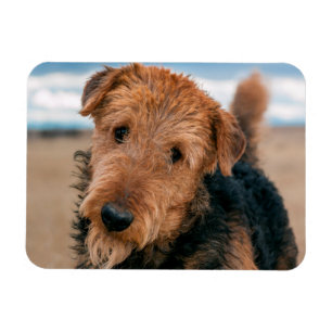Magnet Flexible Portrait d'un Airedale Terrier