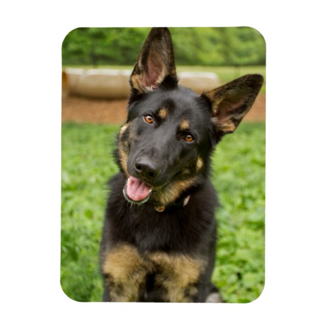 Magnet Flexible Portrait d'un berger allemand (Vertical)