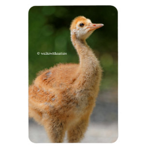 Magnet Flexible Portrait d'un Colt de grue de Sandhill