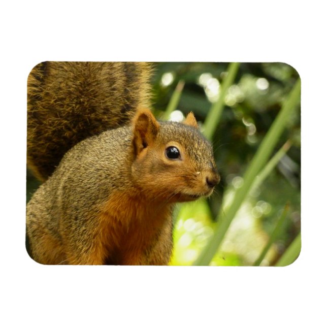 Magnet Flexible Portrait d'un écureuil Nature Animal Photographie (Horizontal)