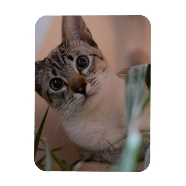 Magnet Flexible Portrait photo de chat (Vertical)