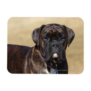 Magnet Flexible Position Brindle de chien de boxeur