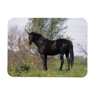 Magnet Flexible Position de cheval de pur sang