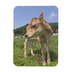 Magnet Flexible Position de veau
