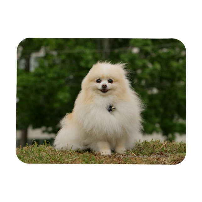 Magnet Flexible Poste de poméraning (Horizontal)