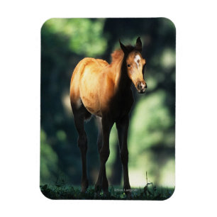 Magnet Flexible Poulain arabe dans les arbres