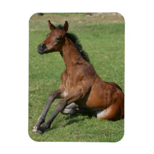 Magnet Flexible Poulain arabe se reposant