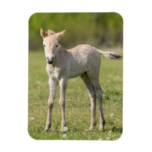 Magnet Flexible Poulain de cheval de Przewalski, Hongrie