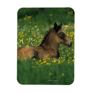 Magnet Flexible Poulain fixant en fleurs
