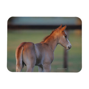 Magnet Flexible Poulain quart de cheval